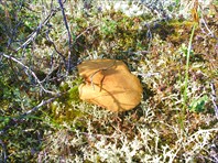 39 гриб укрытый ягелем